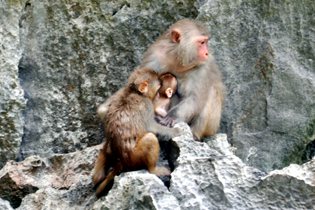 Unique monkey communities on Ha Long bay
